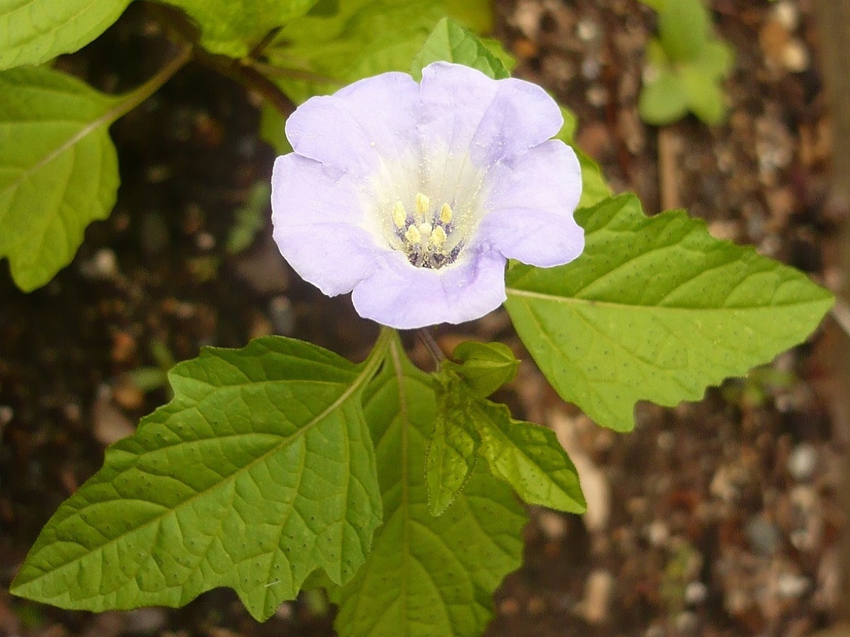 Nicandra physalodes (Solanaceae)